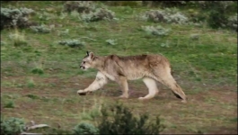 Predators - Season 01 Episode 04